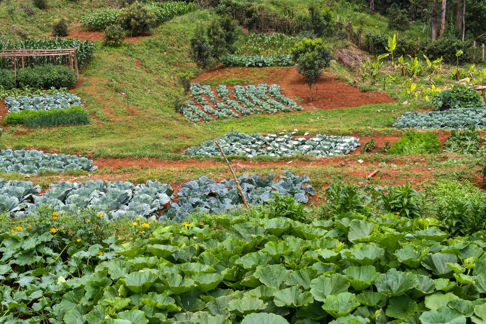 Nigeria’s Agricultural Commitments Must Deliver Better Nutrition
